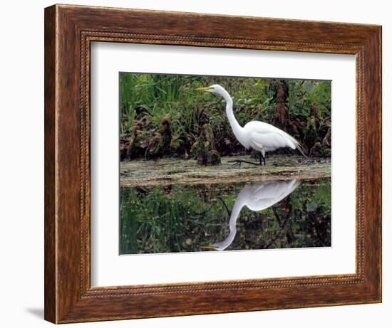 White Egret at Magnolia Plantation and Gardens, Charleston, South Carolina, USA-Julie Eggers-Framed Photographic Print