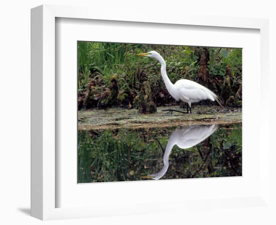 White Egret at Magnolia Plantation and Gardens, Charleston, South Carolina, USA-Julie Eggers-Framed Photographic Print