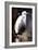 White Egret I-Vivienne Dupont-Framed Art Print