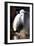 White Egret I-Vivienne Dupont-Framed Art Print