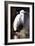 White Egret I-Vivienne Dupont-Framed Art Print