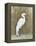 White Egret II-Tim OToole-Framed Stretched Canvas