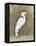 White Egret II-Tim OToole-Framed Stretched Canvas