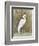 White Egret II-Tim OToole-Framed Art Print