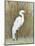 White Egret II-Tim OToole-Mounted Art Print