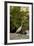 White Egret Tropical Bird, Bavaro, Higuey, Punta Cana, Dominican Republic-Lisa S^ Engelbrecht-Framed Photographic Print