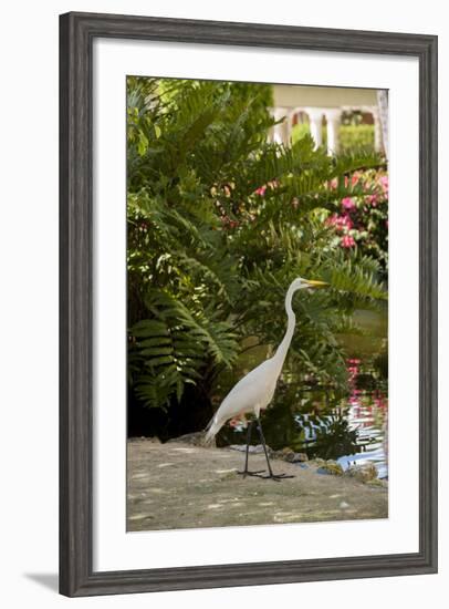 White Egret Tropical Bird, Bavaro, Higuey, Punta Cana, Dominican Republic-Lisa S^ Engelbrecht-Framed Photographic Print