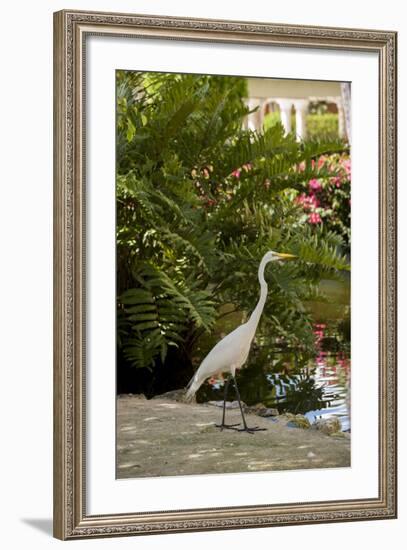 White Egret Tropical Bird, Bavaro, Higuey, Punta Cana, Dominican Republic-Lisa S^ Engelbrecht-Framed Photographic Print