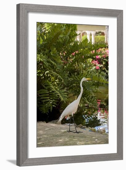 White Egret Tropical Bird, Bavaro, Higuey, Punta Cana, Dominican Republic-Lisa S^ Engelbrecht-Framed Photographic Print