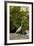 White Egret Tropical Bird, Bavaro, Higuey, Punta Cana, Dominican Republic-Lisa S^ Engelbrecht-Framed Photographic Print