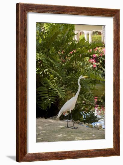 White Egret Tropical Bird, Bavaro, Higuey, Punta Cana, Dominican Republic-Lisa S^ Engelbrecht-Framed Photographic Print