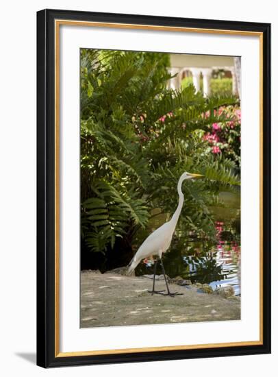 White Egret Tropical Bird, Bavaro, Higuey, Punta Cana, Dominican Republic-Lisa S^ Engelbrecht-Framed Photographic Print