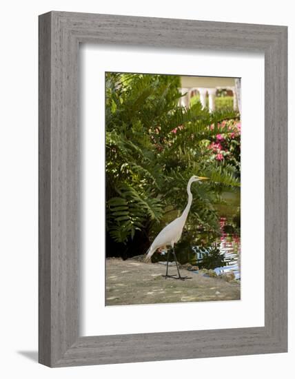 White Egret Tropical Bird, Bavaro, Higuey, Punta Cana, Dominican Republic-Lisa S^ Engelbrecht-Framed Photographic Print