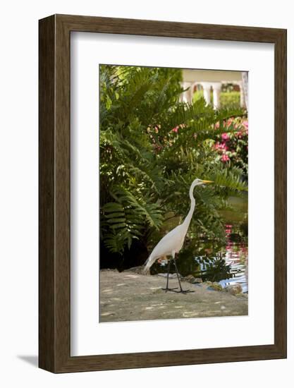 White Egret Tropical Bird, Bavaro, Higuey, Punta Cana, Dominican Republic-Lisa S^ Engelbrecht-Framed Photographic Print