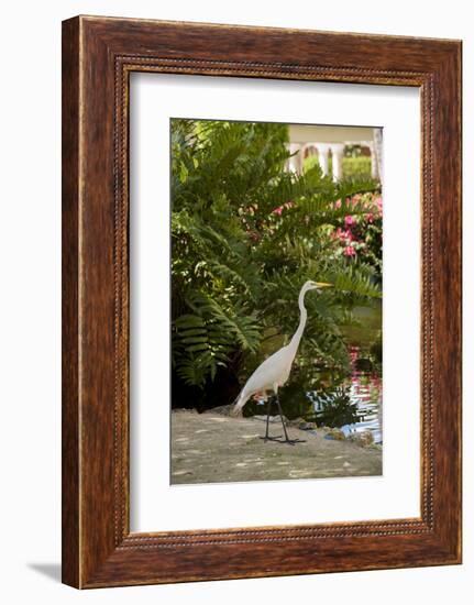 White Egret Tropical Bird, Bavaro, Higuey, Punta Cana, Dominican Republic-Lisa S^ Engelbrecht-Framed Photographic Print