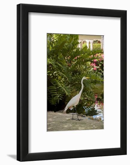 White Egret Tropical Bird, Bavaro, Higuey, Punta Cana, Dominican Republic-Lisa S^ Engelbrecht-Framed Photographic Print