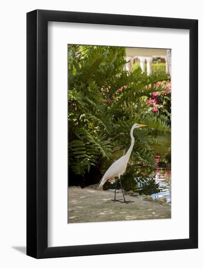 White Egret Tropical Bird, Bavaro, Higuey, Punta Cana, Dominican Republic-Lisa S^ Engelbrecht-Framed Photographic Print