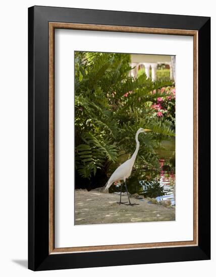 White Egret Tropical Bird, Bavaro, Higuey, Punta Cana, Dominican Republic-Lisa S^ Engelbrecht-Framed Photographic Print