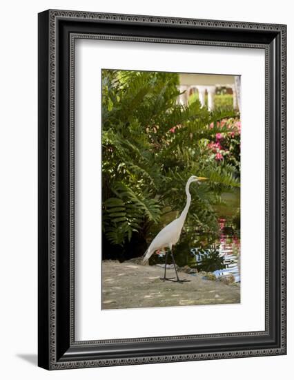 White Egret Tropical Bird, Bavaro, Higuey, Punta Cana, Dominican Republic-Lisa S^ Engelbrecht-Framed Photographic Print