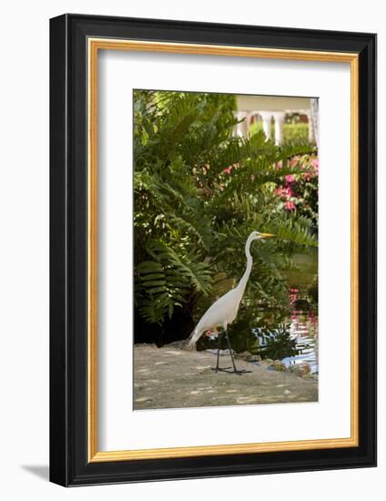 White Egret Tropical Bird, Bavaro, Higuey, Punta Cana, Dominican Republic-Lisa S^ Engelbrecht-Framed Photographic Print