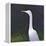 White Egret-Lincoln Seligman-Framed Premier Image Canvas