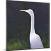 White Egret-Lincoln Seligman-Mounted Giclee Print