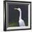 White Egret-Lincoln Seligman-Framed Giclee Print