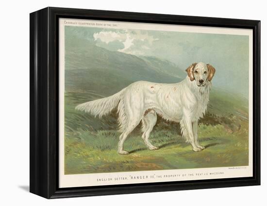 White English Setter-null-Framed Premier Image Canvas