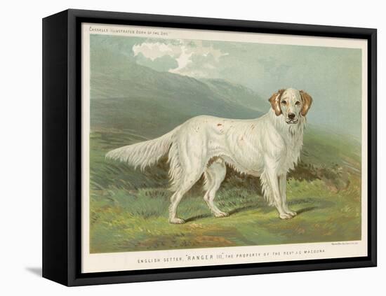 White English Setter-null-Framed Premier Image Canvas