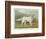 White English Setter-null-Framed Photographic Print