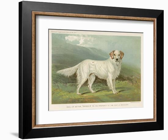 White English Setter-null-Framed Photographic Print