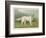 White English Setter-null-Framed Photographic Print