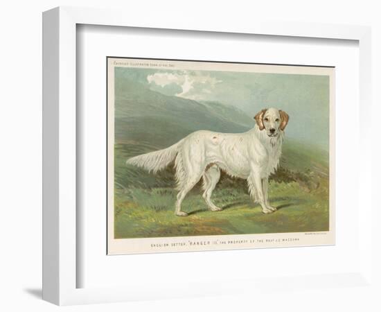 White English Setter-null-Framed Photographic Print