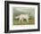 White English Setter-null-Framed Photographic Print