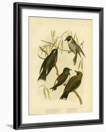 White-Eyebrowed Wood Swallow, 1891-Gracius Broinowski-Framed Giclee Print