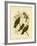 White-Eyebrowed Wood Swallow, 1891-Gracius Broinowski-Framed Giclee Print