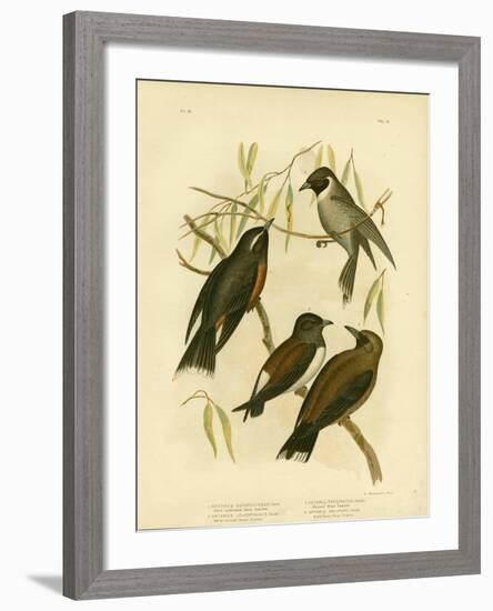 White-Eyebrowed Wood Swallow, 1891-Gracius Broinowski-Framed Giclee Print