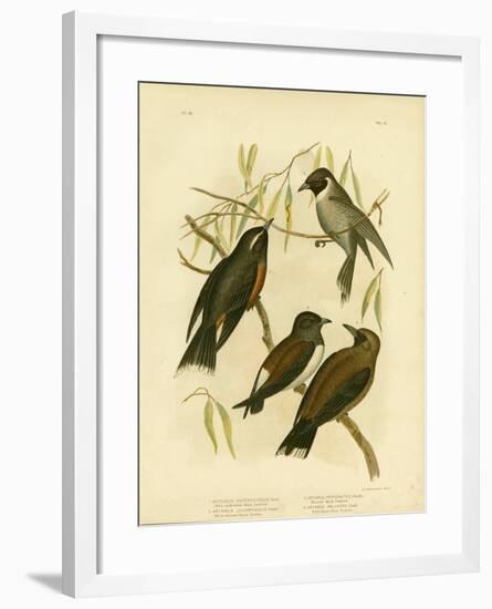 White-Eyebrowed Wood Swallow, 1891-Gracius Broinowski-Framed Giclee Print
