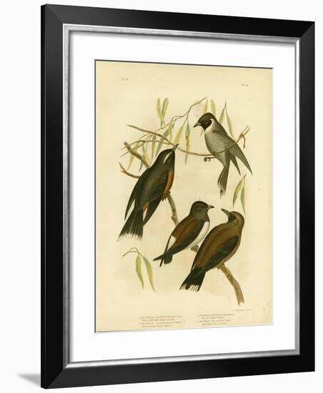 White-Eyebrowed Wood Swallow, 1891-Gracius Broinowski-Framed Giclee Print