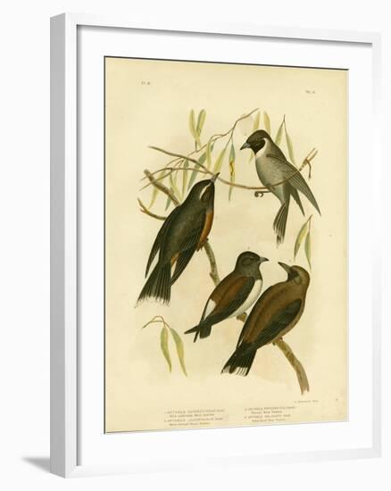 White-Eyebrowed Wood Swallow, 1891-Gracius Broinowski-Framed Giclee Print