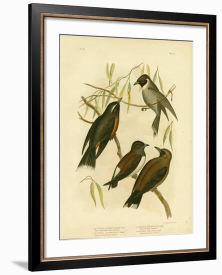 White-Eyebrowed Wood Swallow, 1891-Gracius Broinowski-Framed Giclee Print