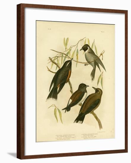 White-Eyebrowed Wood Swallow, 1891-Gracius Broinowski-Framed Giclee Print