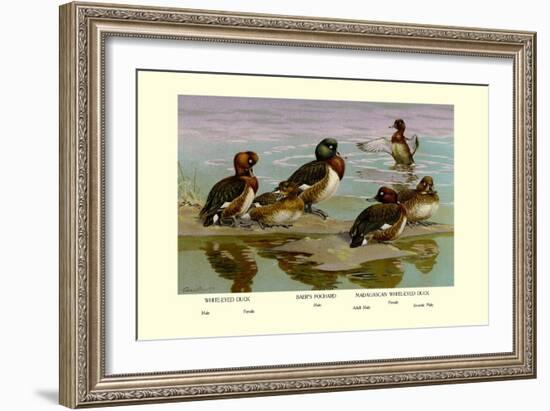 White-Eyed Ducks-Allan Brooks-Framed Art Print