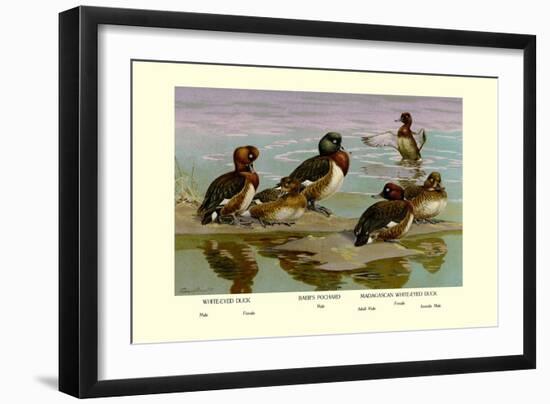 White-Eyed Ducks-Allan Brooks-Framed Art Print