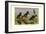 White-Eyed Ducks-Allan Brooks-Framed Art Print