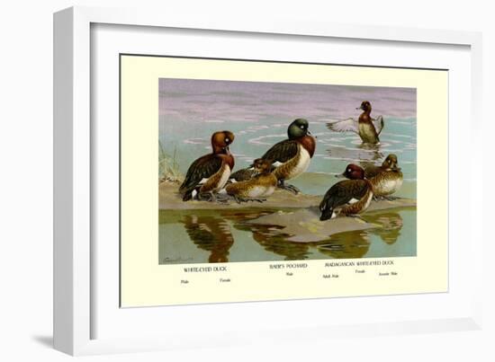 White-Eyed Ducks-Allan Brooks-Framed Art Print