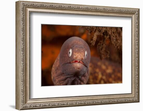 White-eyed moray, Bali, Indonesia-David Fleetham-Framed Photographic Print