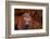 White-eyed moray, Bali, Indonesia-David Fleetham-Framed Photographic Print