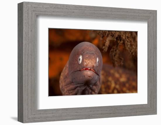 White-eyed moray, Bali, Indonesia-David Fleetham-Framed Photographic Print