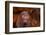 White-eyed moray, Bali, Indonesia-David Fleetham-Framed Photographic Print